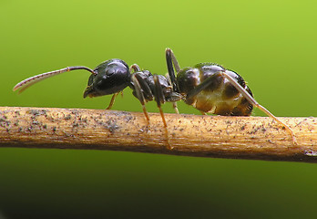 Image showing Ant