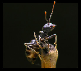 Image showing Ant