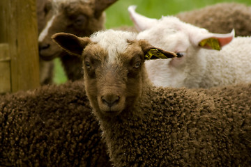 Image showing brown lamb