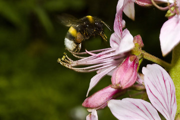 Image showing flying bumble bee