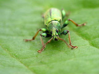 Image showing Green beetle