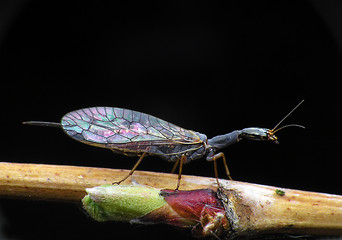 Image showing Fly or Dragon-fly