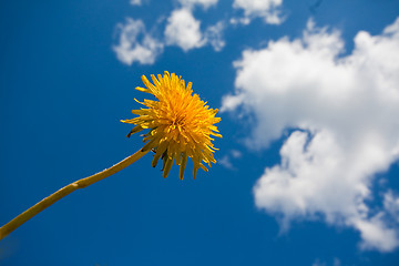 Image showing dandelion against summer sky