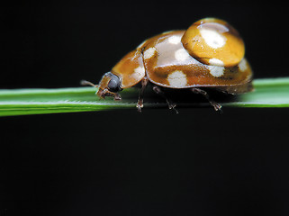 Image showing Ladybug and drop water