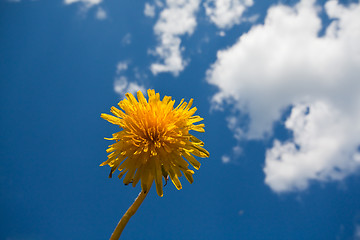 Image showing dandelion