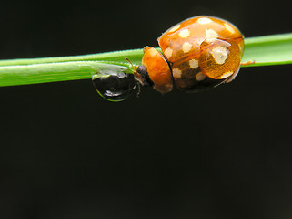 Image showing Ladybug drinking