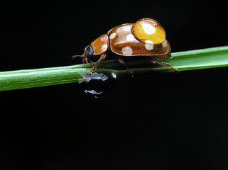 Image showing Ladybug with drop water