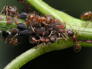 Image showing Ants and aphises