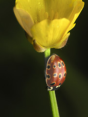 Image showing Ladybug on yellow flower