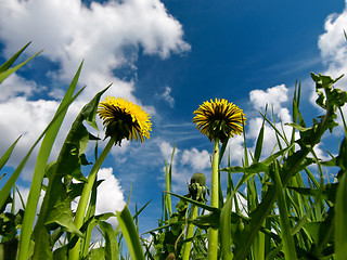 Image showing dandelion