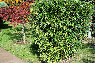 Image showing Bamboo in garden