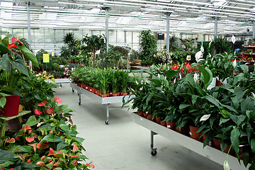 Image showing Botanic store