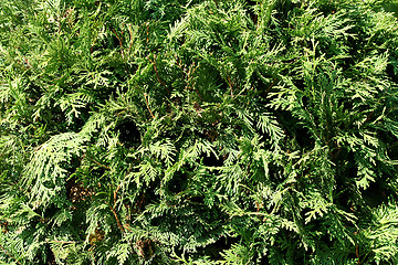 Image showing Conifer green pattern