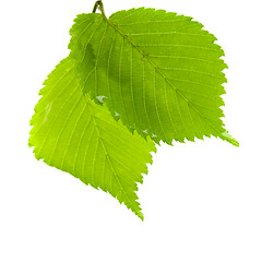 Image showing green leaves