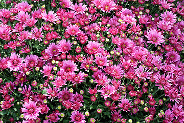 Image showing Purple floral pattern