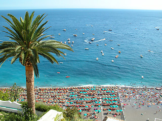 Image showing Positano Palm, Italy