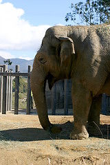 Image showing Elephant (4687)