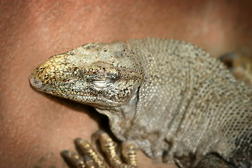 Image showing Iguana (4836)