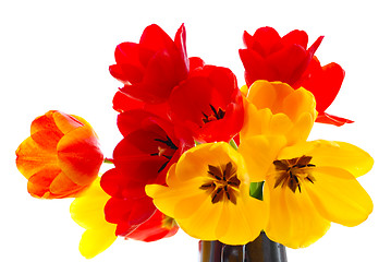 Image showing fresh tulips