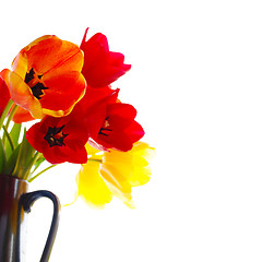 Image showing fresh tulips