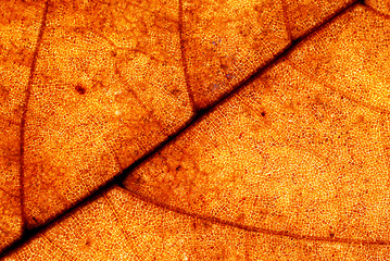 Image showing Autumn leaf background