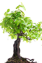 Image showing Bonsai tree