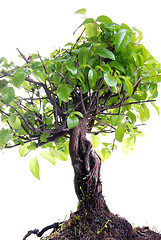 Image showing Bonsai tree