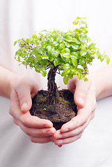 Image showing Hands holding a Bonsai tree