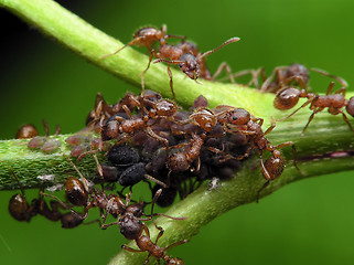 Image showing Ants and aphises