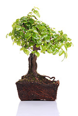 Image showing Bonsai tree