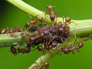 Image showing Ants and aphises