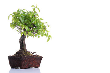 Image showing Bonsai tree