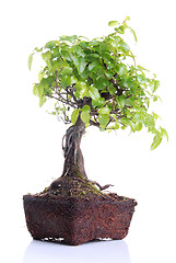 Image showing Bonsai tree