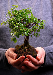 Image showing Hands holding a Bonsai tree