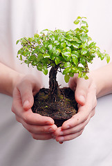 Image showing Hands holding a Bonsai tree