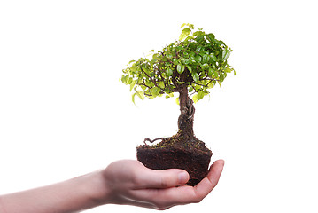 Image showing Hands holding a Bonsai tree