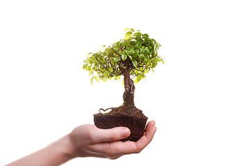 Image showing Hand holding a Bonsai tree