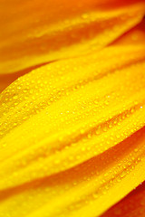 Image showing sunflower petals closeup