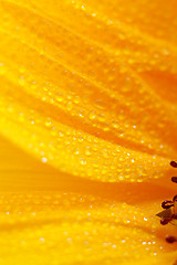 Image showing sunflower petals closeup