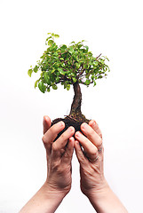 Image showing Hands holding a Bonsai tree