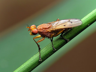 Image showing Gold fly