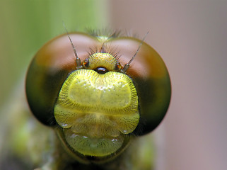 Image showing Dragon-fly face