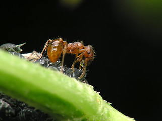 Image showing Ant