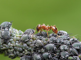 Image showing Ant and aphises