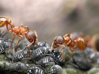 Image showing Ants and aphises