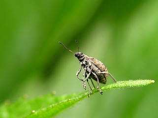 Image showing beetle