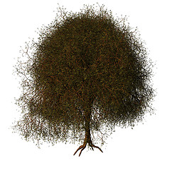 Image showing tree