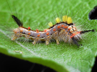 Image showing Hairy