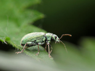 Image showing beetle