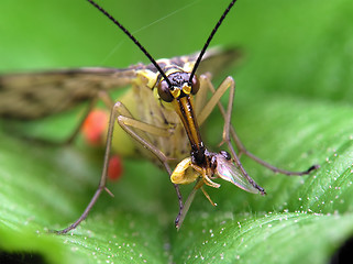 Image showing Predatory fly